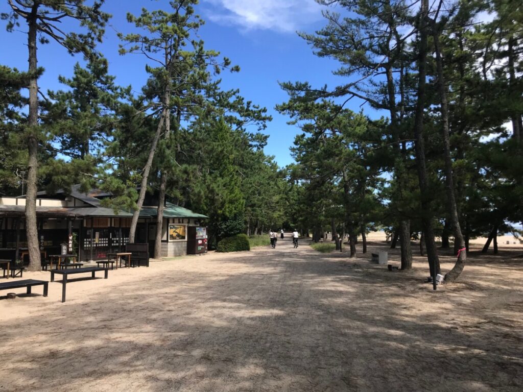 8.Amanohashidate Promenade (Pine tree street)