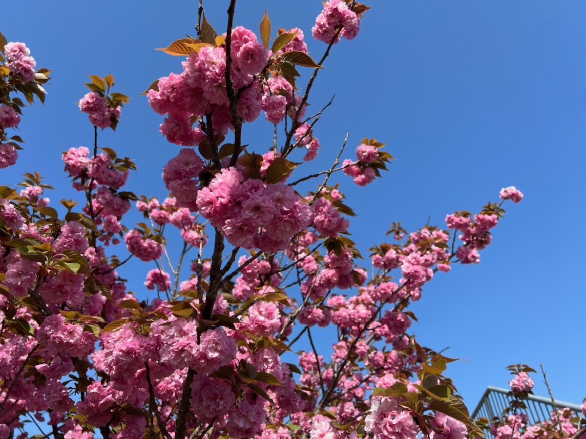 桜情報(4月21日更新) - 日本三景 天橋立ビューランド