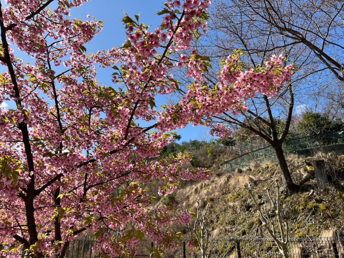 桜情報(4月21日更新) - 日本三景 天橋立ビューランド